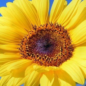 Smiling sunflower